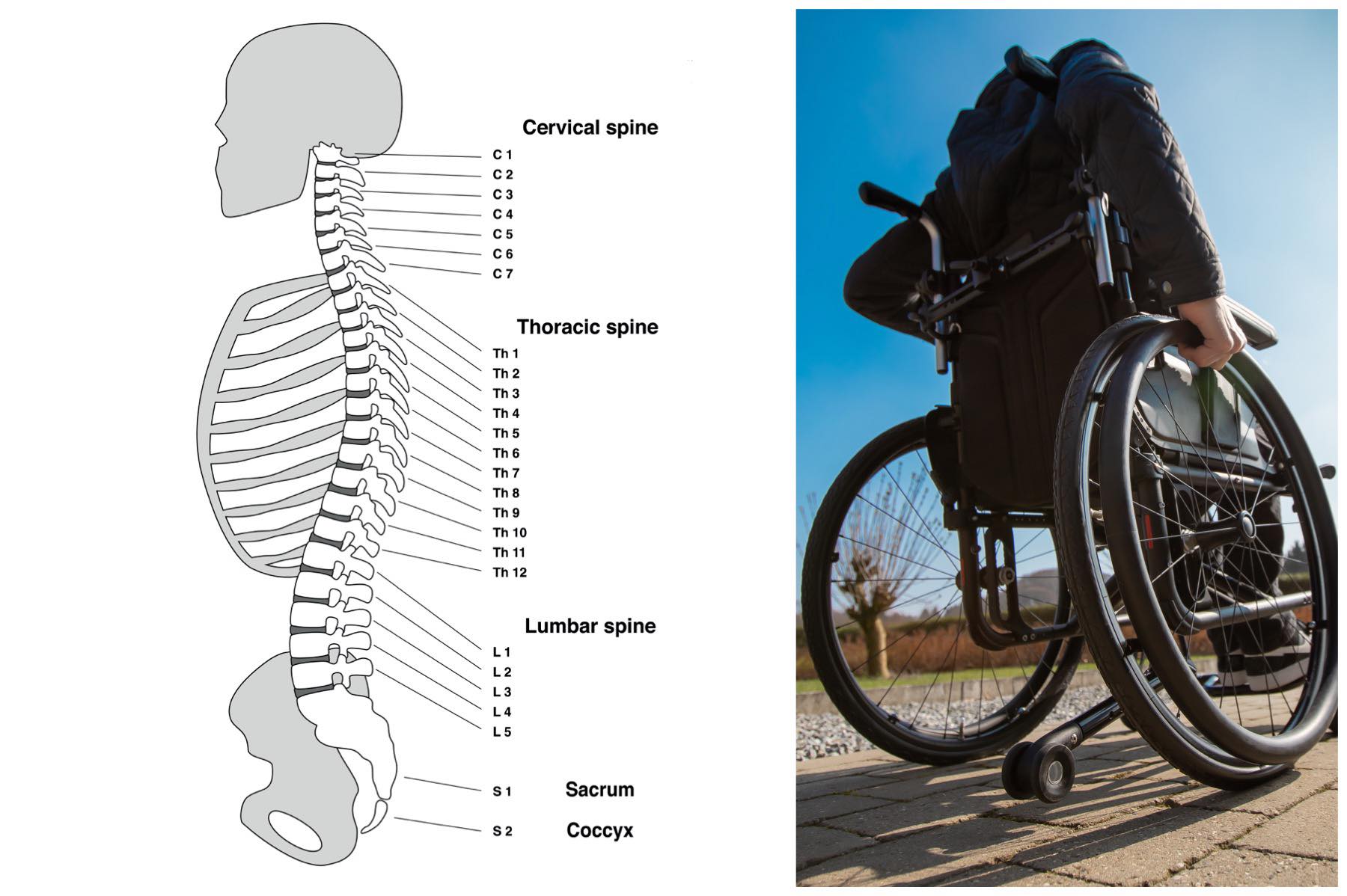 spine